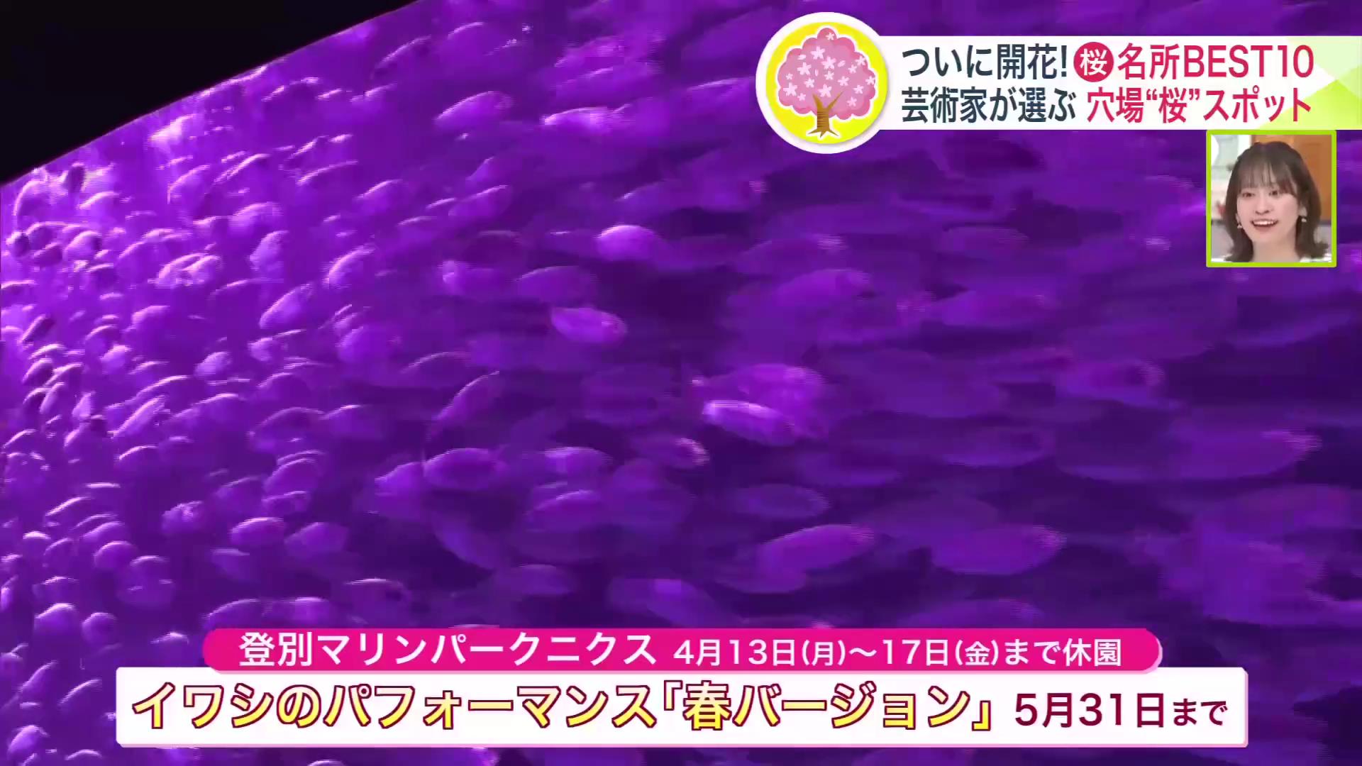 「イワシのパフォーマンス・春バージョン」（5月31日まで）