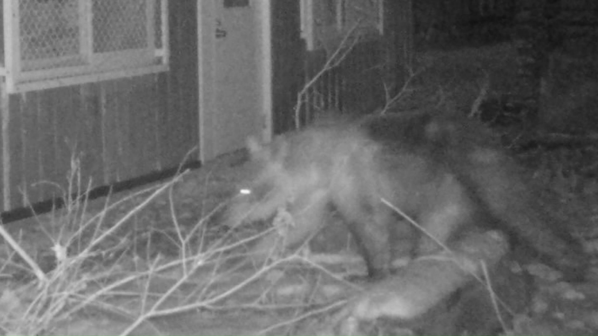 2025年に円山動物園へ侵入したクマ(提供:札幌市)
