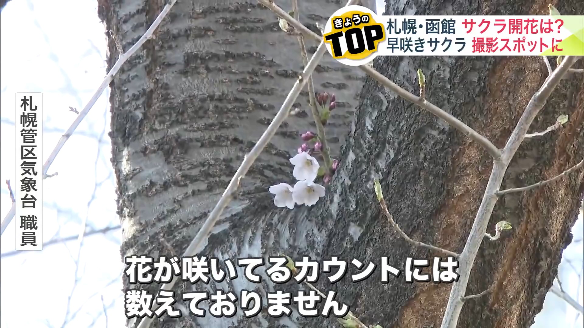 標本木に３輪咲いていたが「胴咲き」のためカウントされず