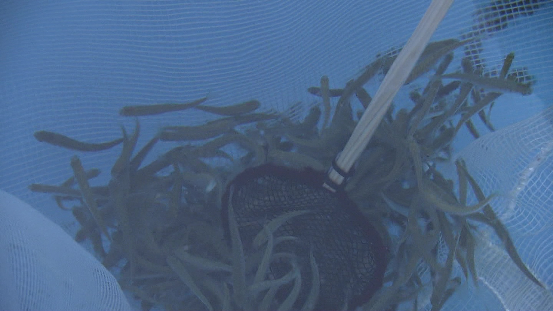 「放流体験」もできます!まずは稚魚をすくって…