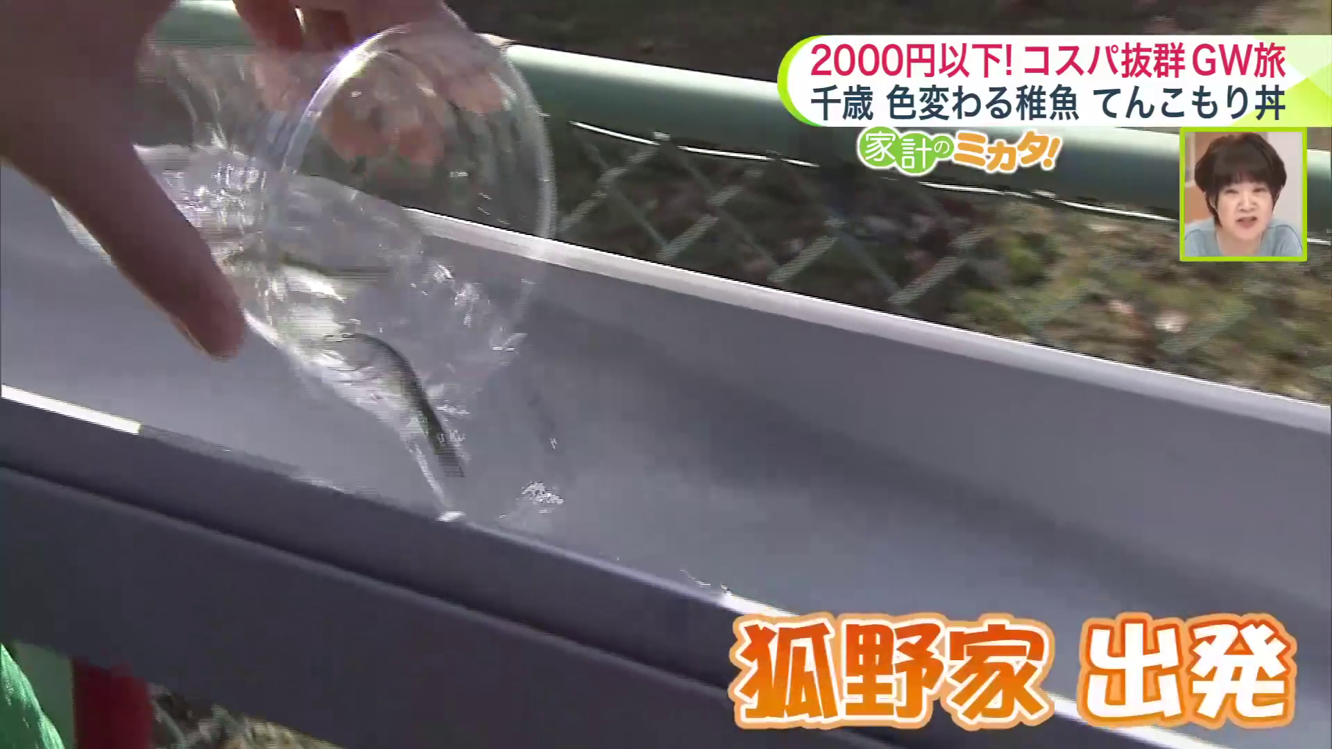 『狐野家』の稚魚たちが千歳川へ向かって出発!