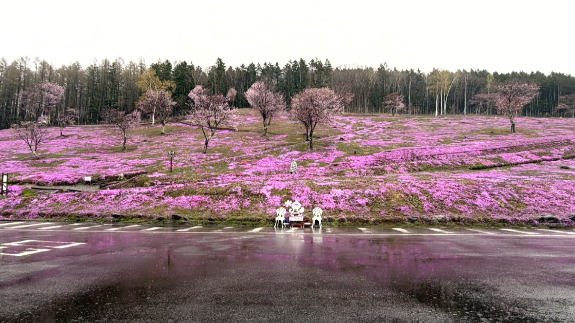 滝上公園 5月4日の様子（提供：滝上町観光協会）