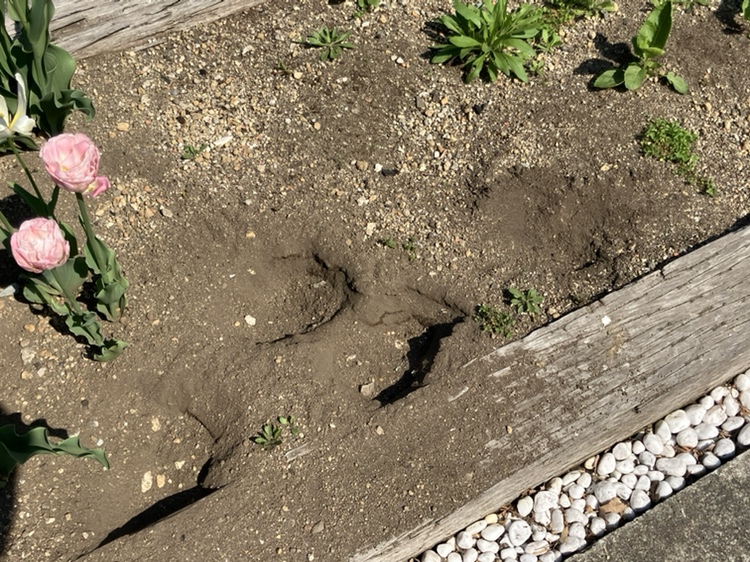 住宅の花壇に残された足跡〈札幌･手稲区〉