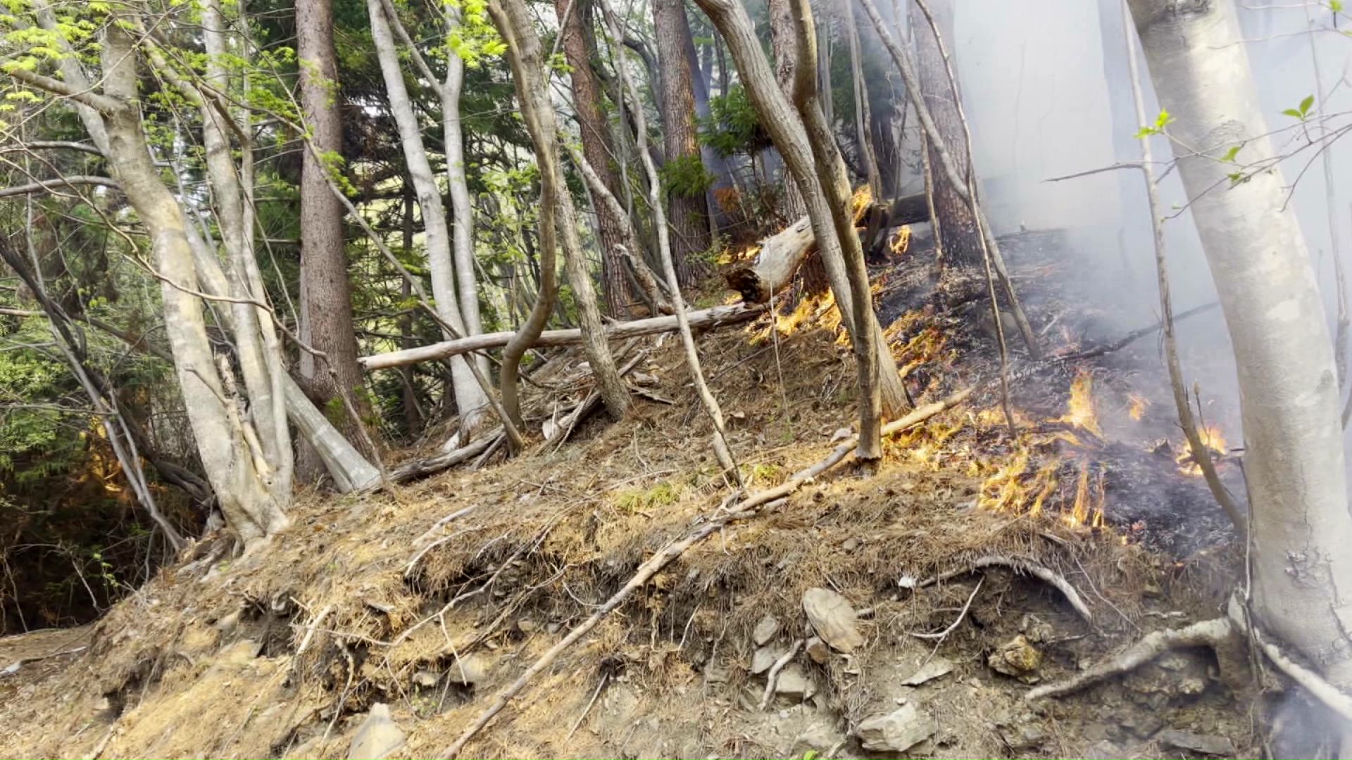 吉祥寺の裏手に迫った山火事（提供：視聴者）