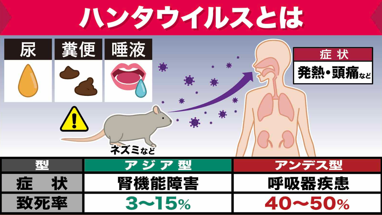 ハンタウイルスとは？