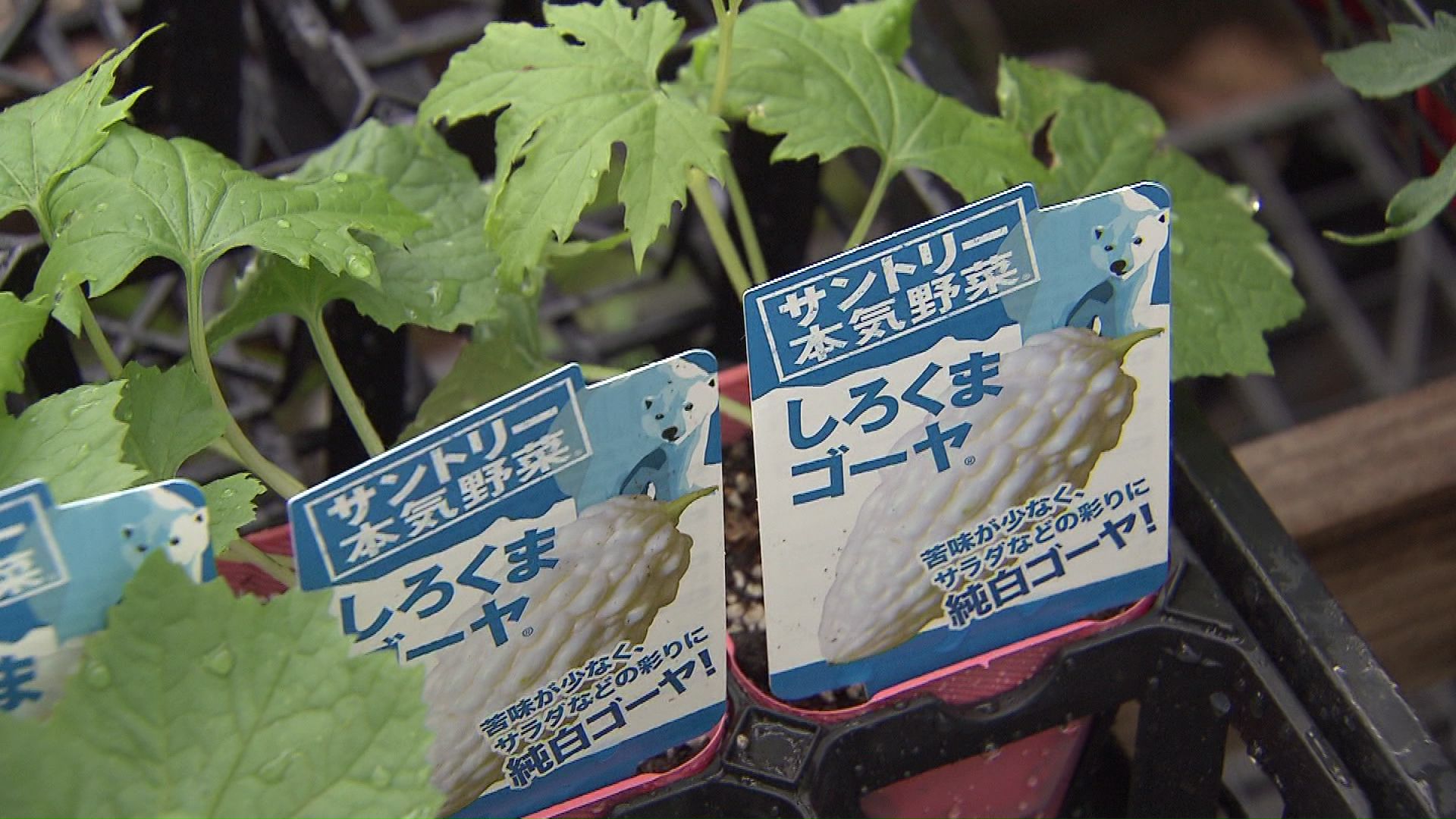 白いゴーヤーも人気?