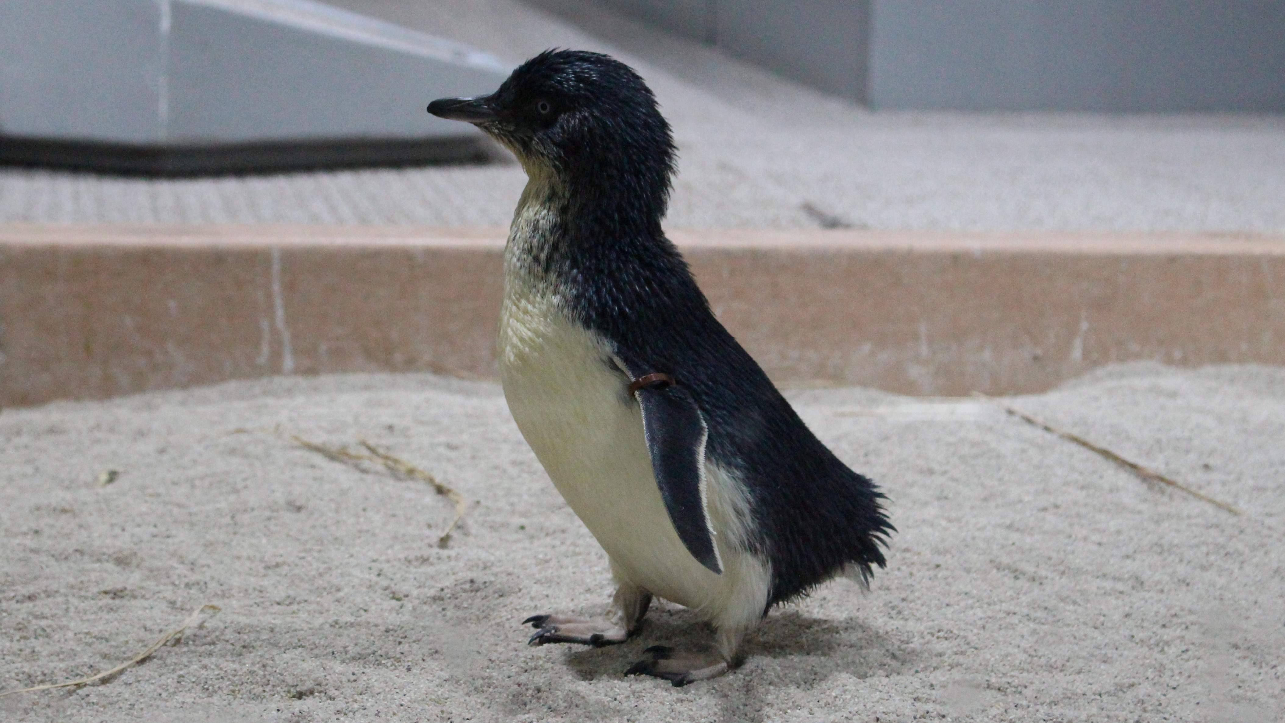 愛称募集中のフェアリーペンギンのひな